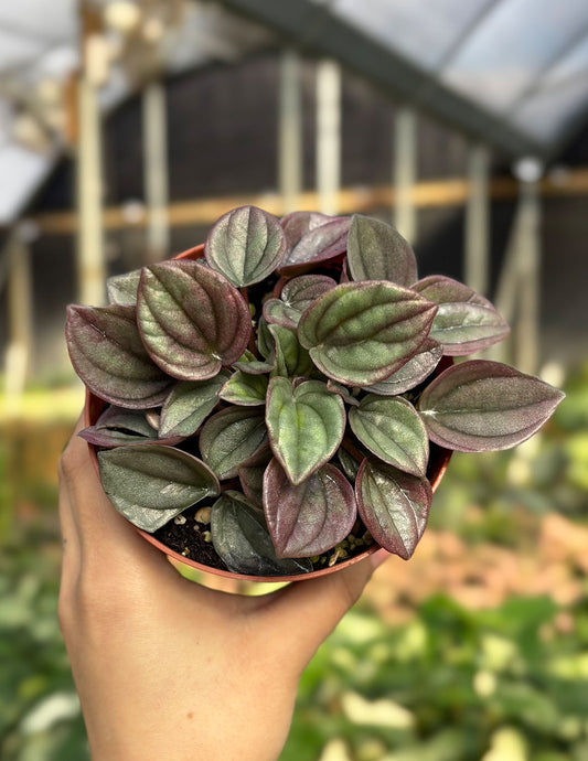 Peperomia Cayenne