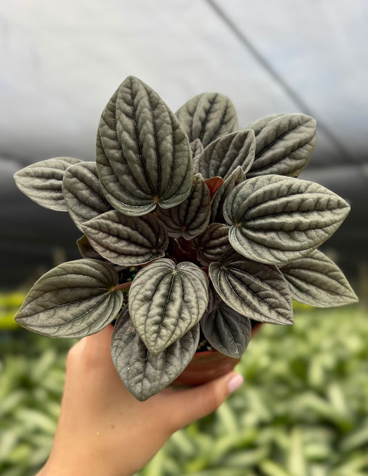 Peperomia Caperata Mendoza