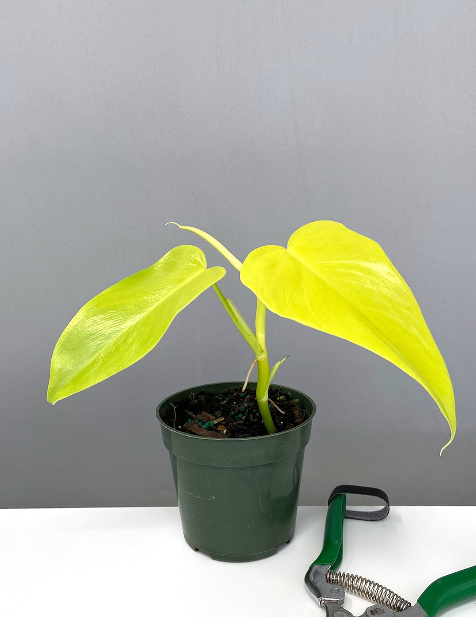 Philodendron Bipennifolium Golden Violin Houseplants Always Affordable at Plant Proper