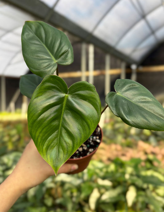Philodendron Billienum