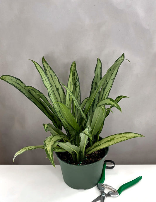Aglaonema Cutlass - Plant Proper - 6" Pot