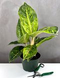 Aglaonema Green Papaya - Plant Proper - 6" Pot