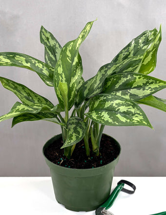 Aglaonema Mary Ann 4" Pot - House Plant - Plant Proper