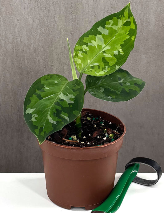 Aglaonema Pictum Tricolor - Plant Proper - 3" Pot
