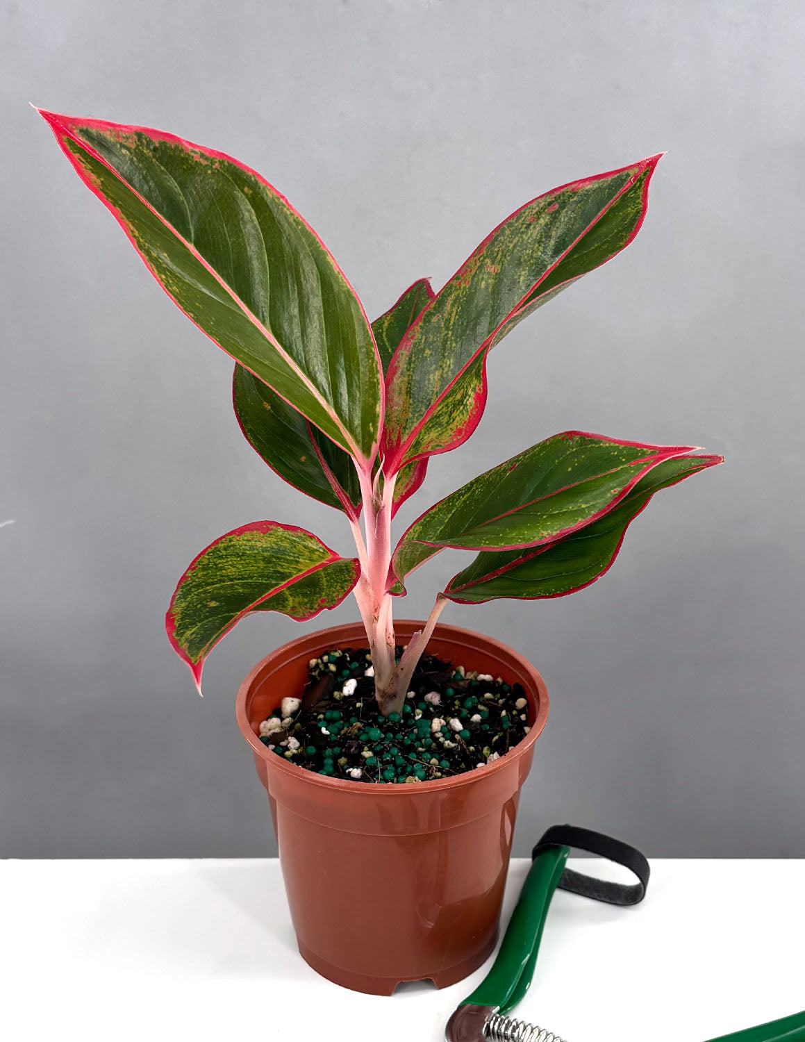 aglaonema red panama Aglaonema Red Siam Houseplants