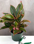 Aglaonema Red Siam - Plant Proper - 6" Pot