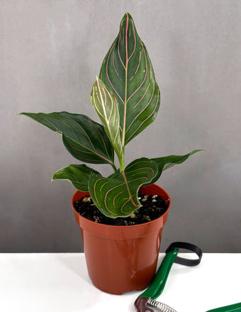 Aglaonema Red Vein - Plant Proper - 4" Pot