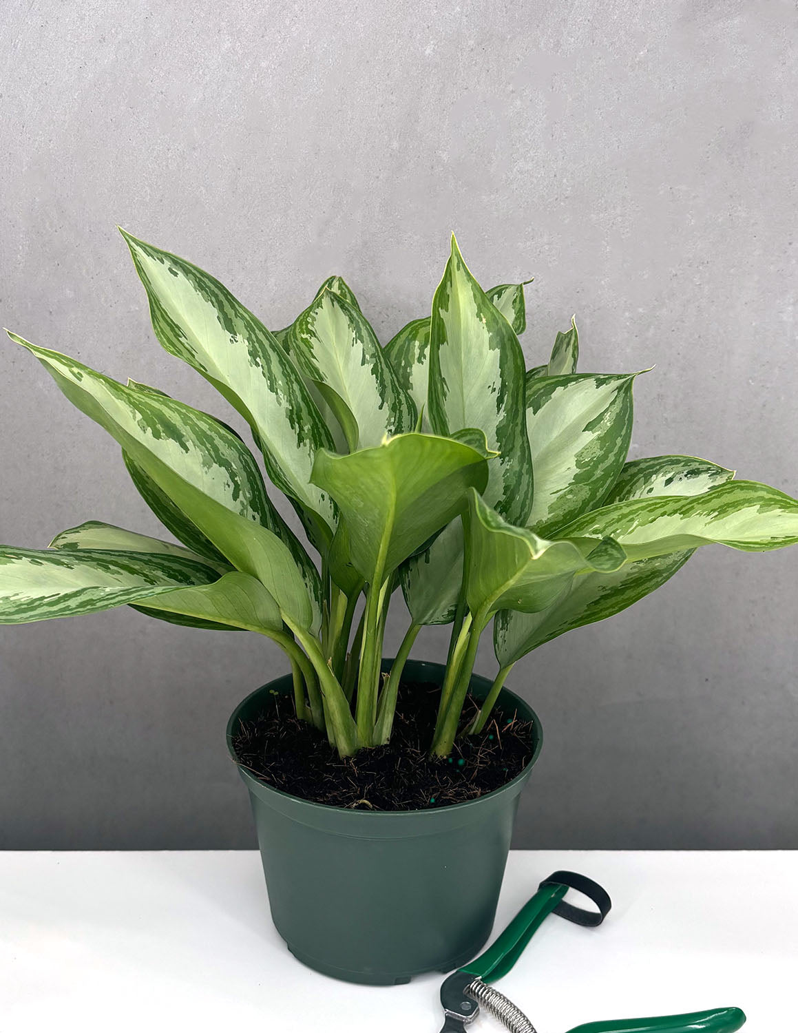 aglaonema silver bay cura Aglaonema Silver Bay