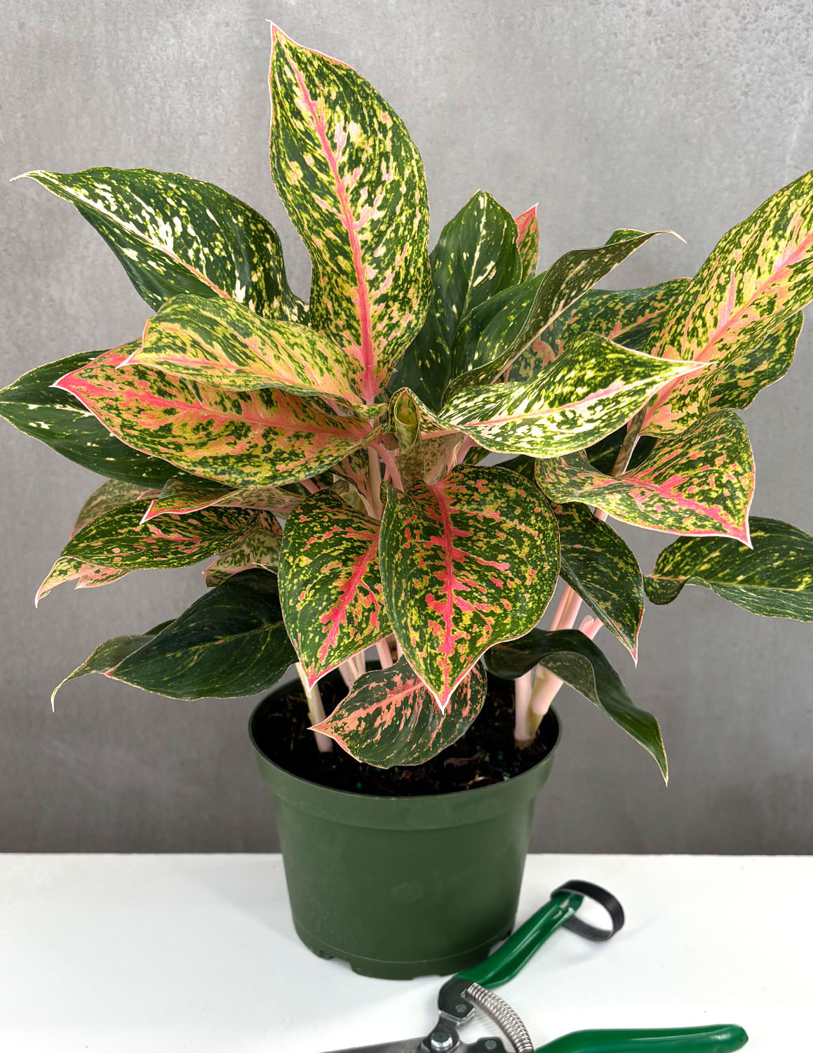Aglaonema Sparkling Sarah | Houseplant