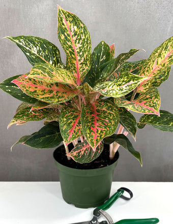 Aglaonema Sparkling Sara - Plant Proper - 6" Pot