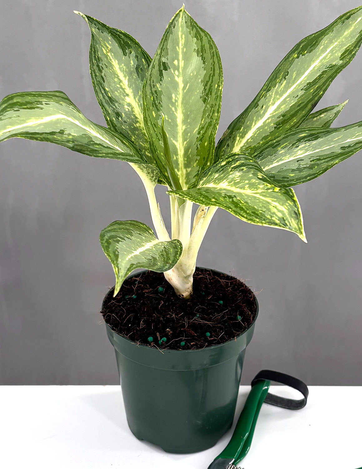 Aglaonema White Rain