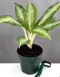 Aglaonema White Rain - Plant Proper - 4" Pot