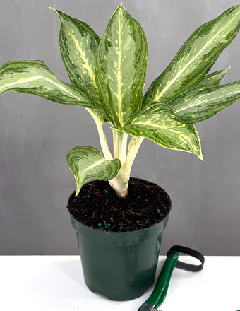 Aglaonema White Rain - Plant Proper - 4" Pot