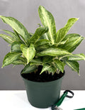 Aglaonema White Rain - Plant Proper - 6" Pot