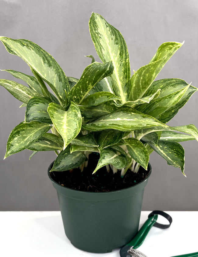 Aglaonema White Rain - Plant Proper - 6" Pot