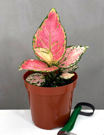 Aglaonema Wishes - Plant Proper - 4" Pot