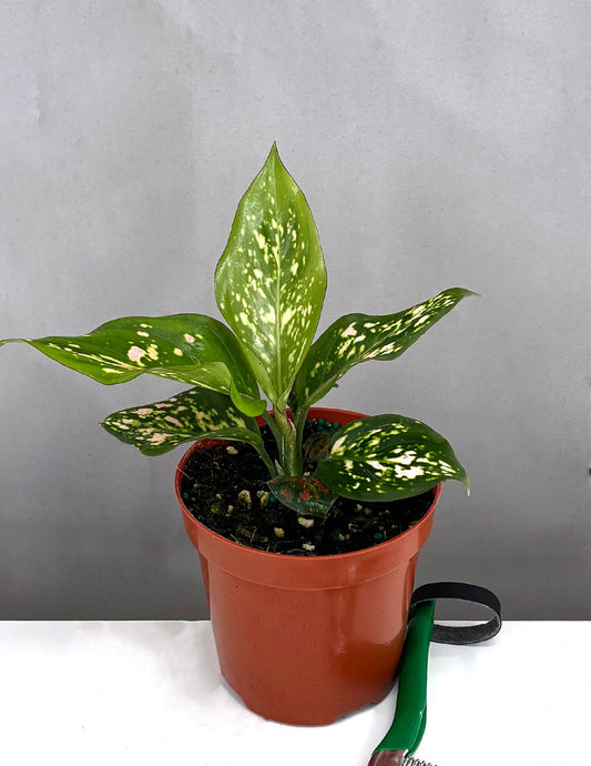 Aglaonema Wishes - Plant Proper - 4" Pot