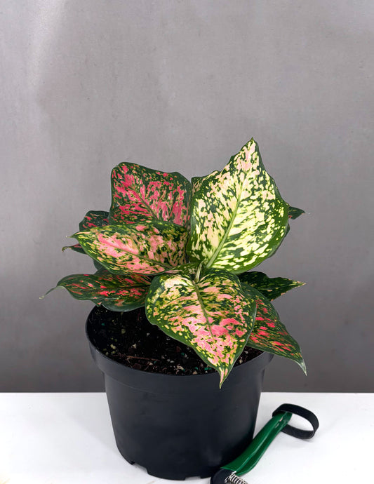 Aglaonema Wishes - Plant Proper - 6" Pot