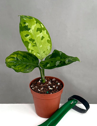 Aglaonema Pictum Tricolor - Plant Proper - 3" Pot