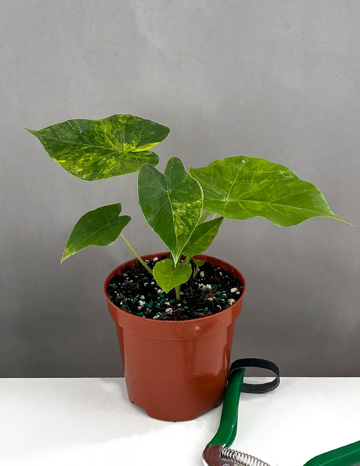 Alocasia Aurea | Houseplants