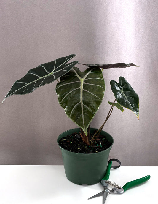 Alocasia Black Satun Pink Bone - Plant Proper - 4" Pot