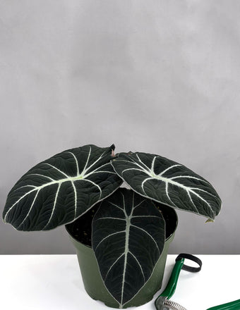 Alocasia Black Velvet - Plant Proper - 6" Pot