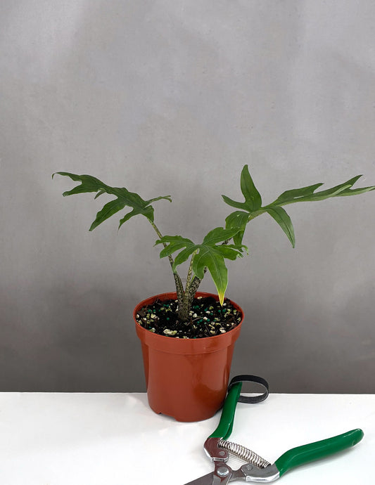 Alocasia Brancifolia Pink Passion- Plant Proper - 4" Pot