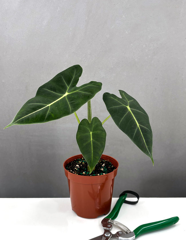 Alocasia Frydek - Plant Proper - 4" Pot