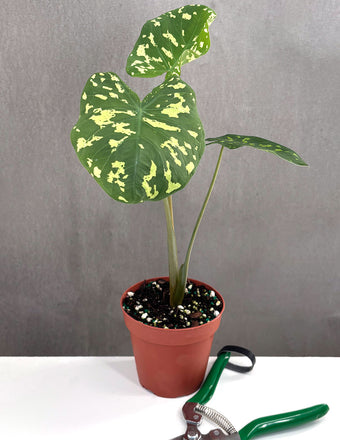 Alocasia Hilo Beauty - Plant Proper - 4" Pot