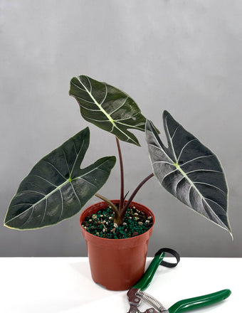 Alocasia Dragons Tooth - Plant Proper - 4" Pot
