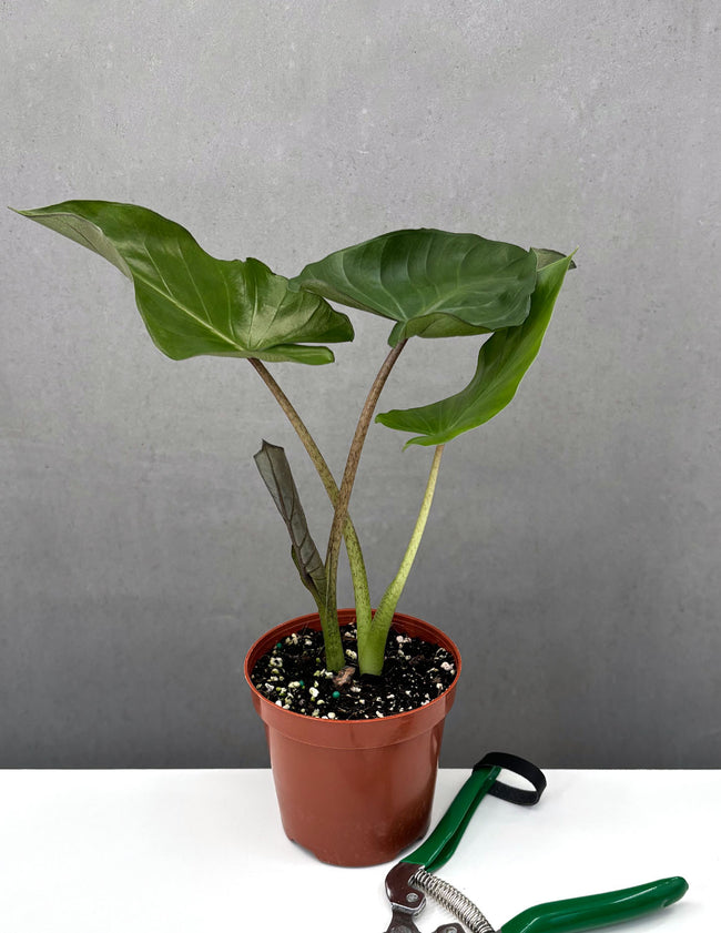 Alocasia Metalhead - Plant Proper - 4" pot