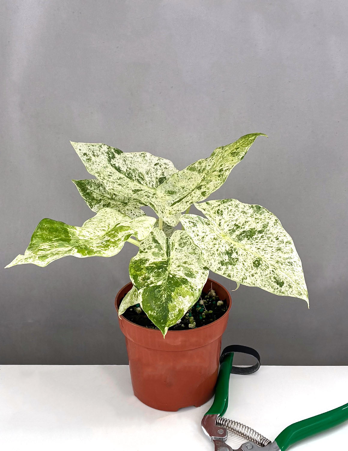 Alocasia Odora Batik