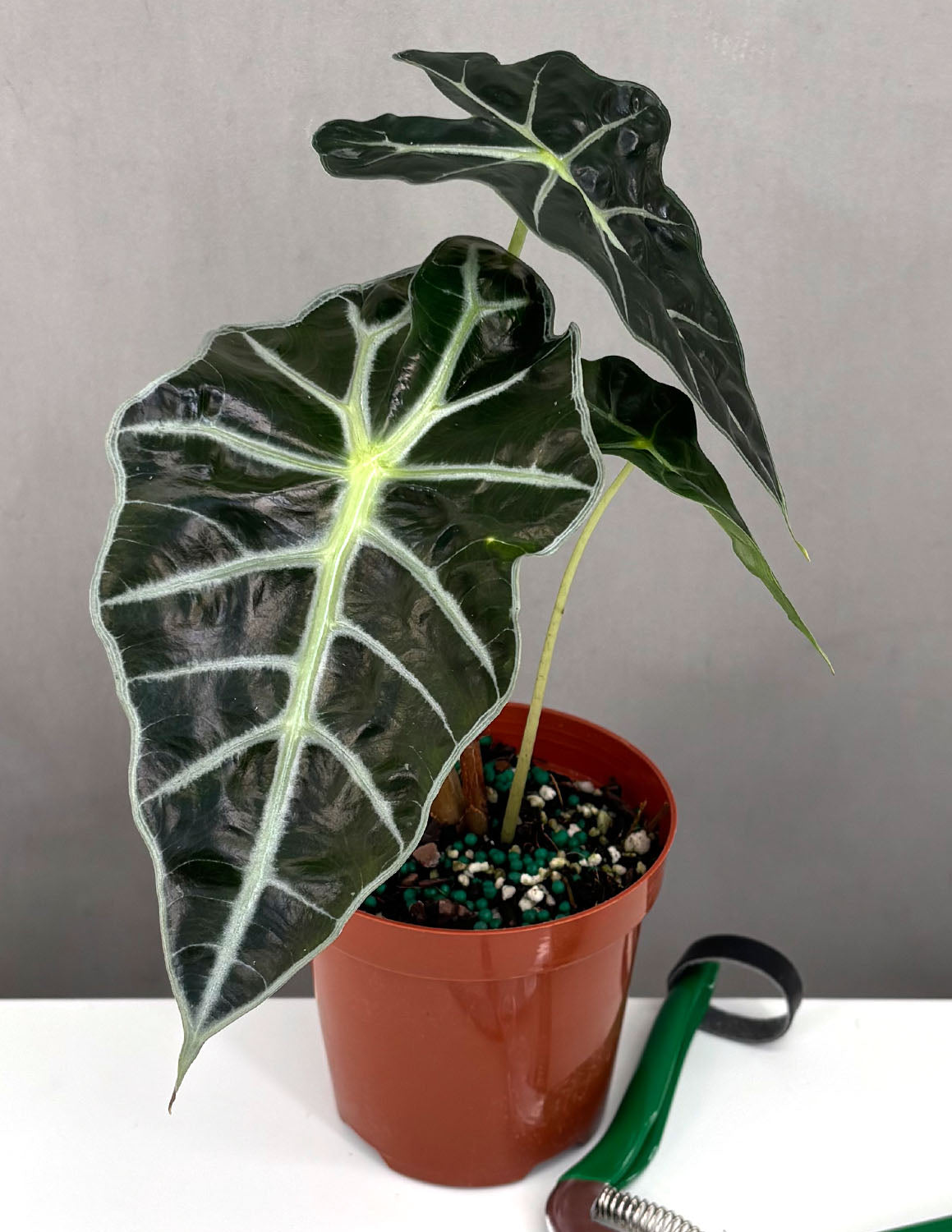 Alocasia Polly | Houseplants