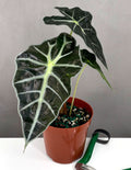 Alocasia Polly - Plant Proper - 4" Pot