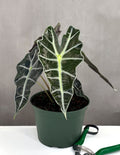 Alocasia Polly - Plant Proper - 6" Pot
