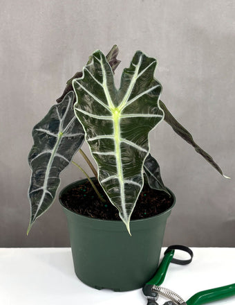 Alocasia Polly - Plant Proper - 4" Pot