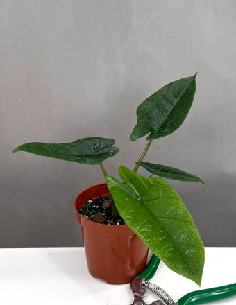 Alocasia Scalprum - Plant Proper - 4" Pot