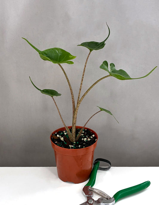 Alocasia Stingray - Plant Proper - House Plant - 4" Pot