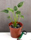 Alocasia Tiny Dancer - Plant Proper - 4" Pot