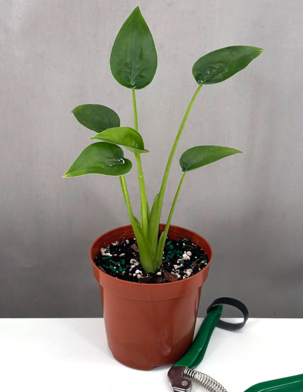 Alocasia 'Tiny Dancer' - 4