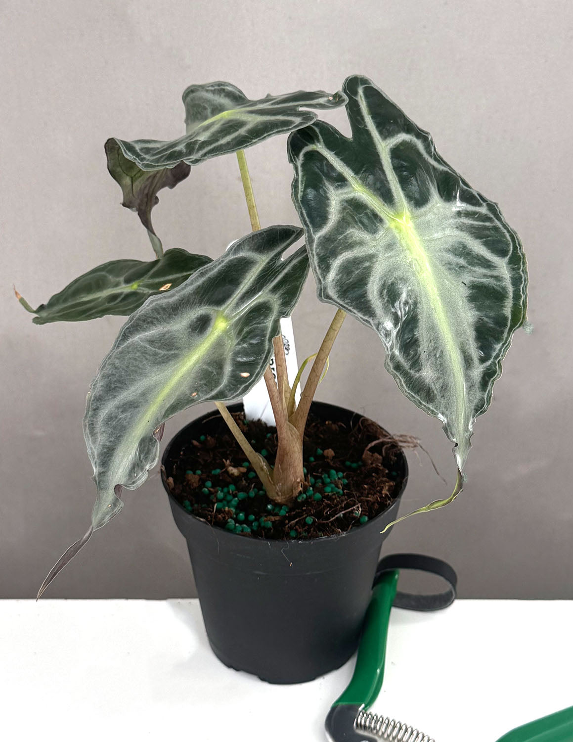 Alocasia Venom Notched and Blotched