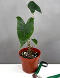 Alocasia Zebrina - Plant Proper - 4" Pot
