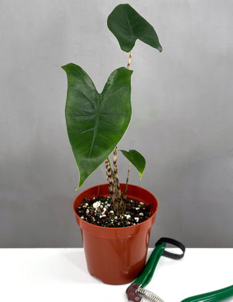 Alocasia Zebrina - Plant Proper - 4" Pot