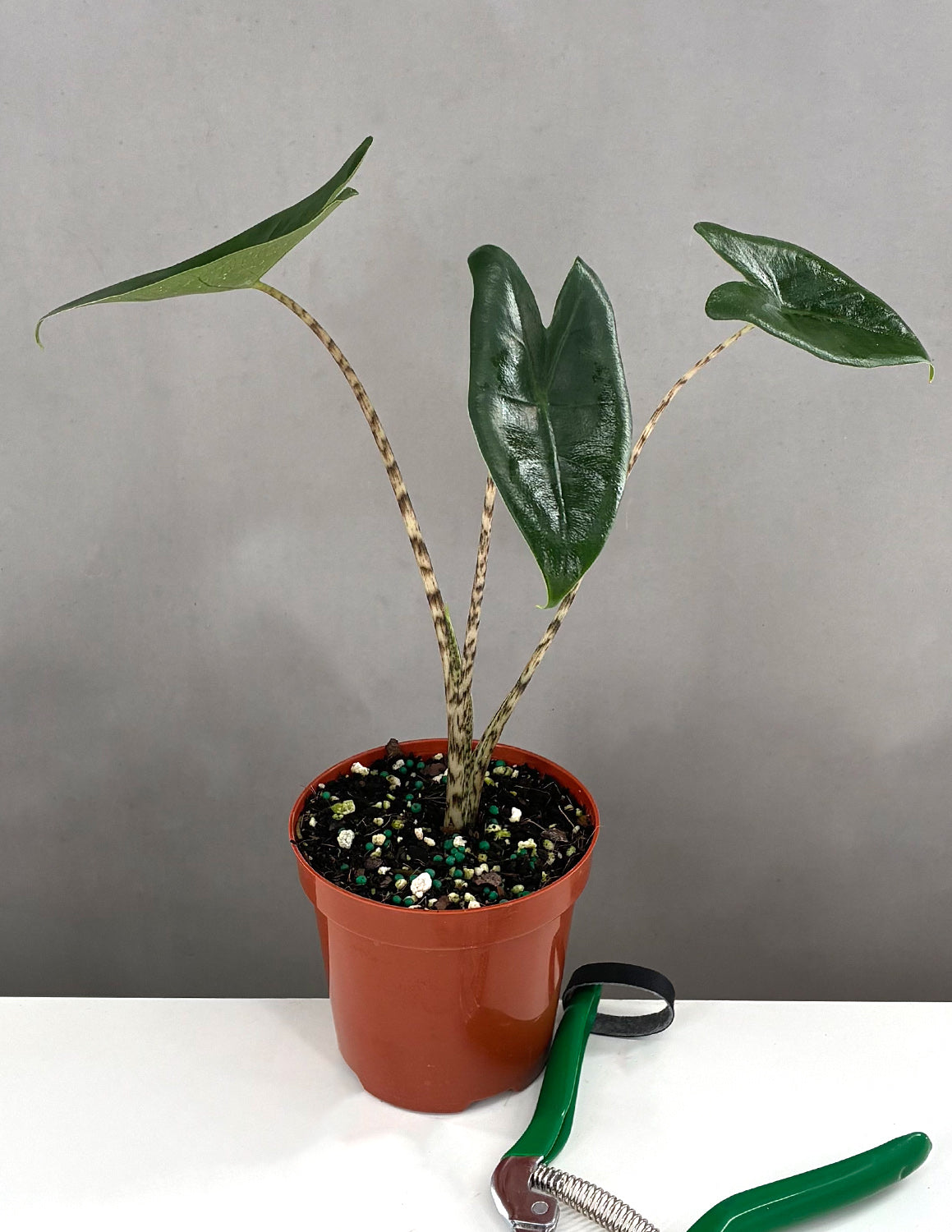 Alocasia Zebrina | Houseplants