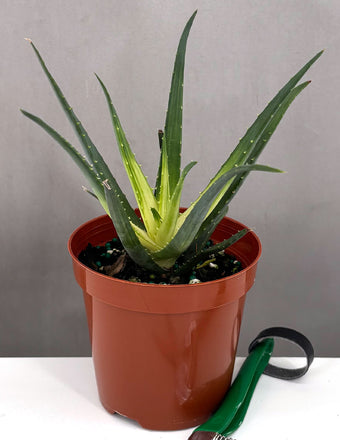 Aloe Solar Flare - Plant Proper - 4" Pot