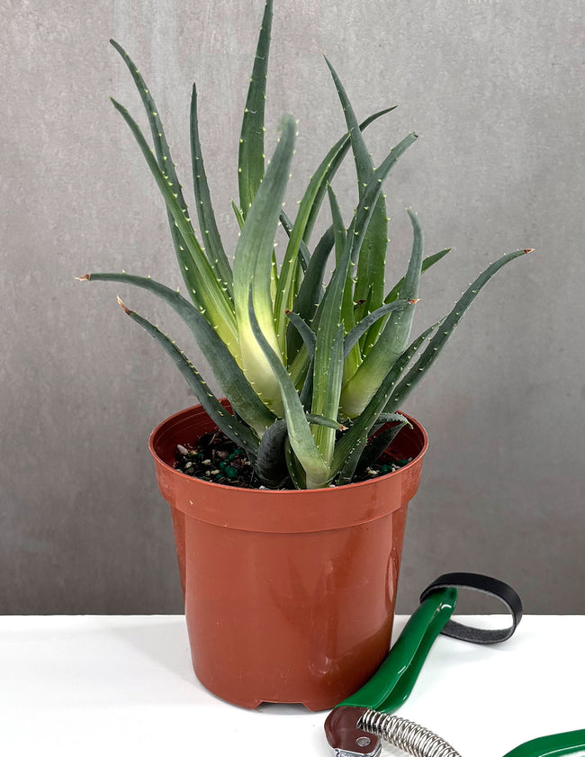 Aloe Solar Flare - Plant Proper - 4" Pot
