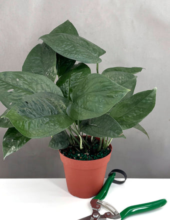 Amydrium Medium Spiderman - Plant Proper - 4" Pot