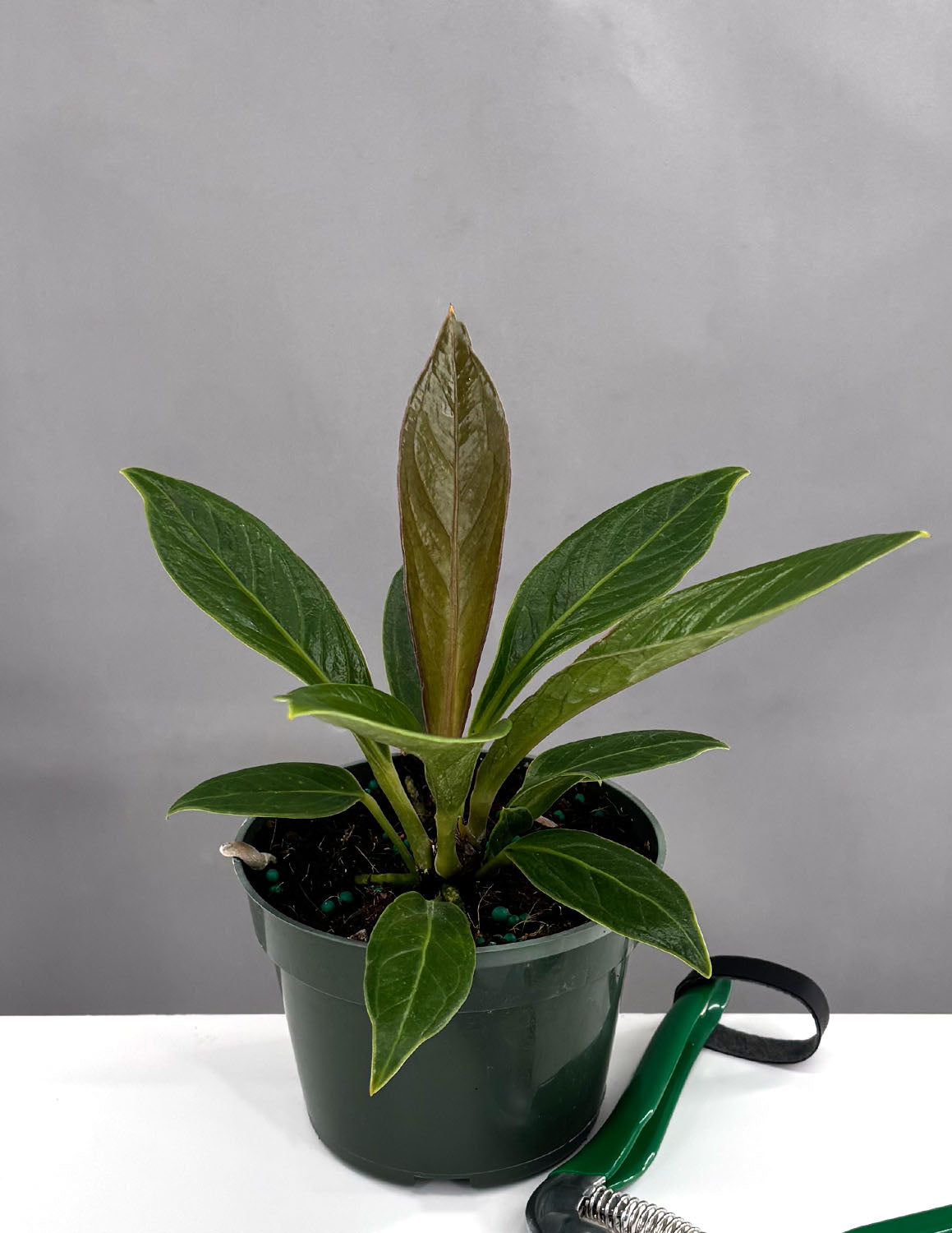 Anthurium Cobra