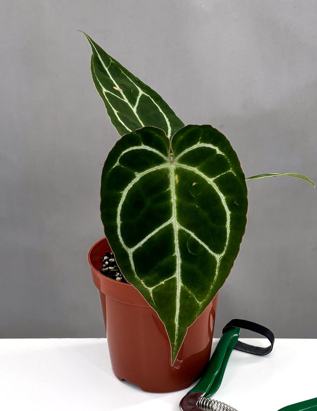 Anthurium Crystallinum - Plant Proper - 4" Pot