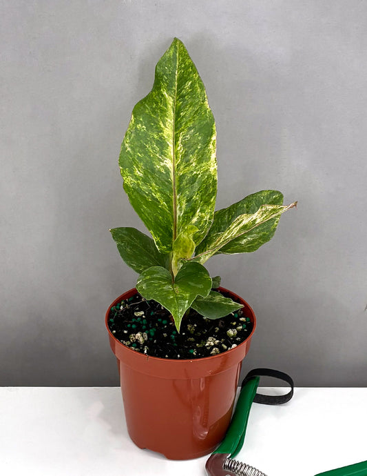 Anthurium Hookeri Variegated - Plant Proper - 4" Pot
